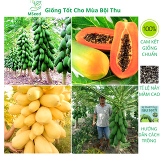Hạt giống đu đủ lùn Thái Lan, đu đủ lùn ruột đỏ siêu ngọt f1 cao sản năng suất cao - MSeed