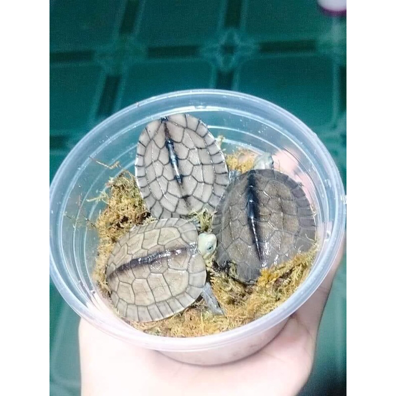 Rùa cảnh mô hình