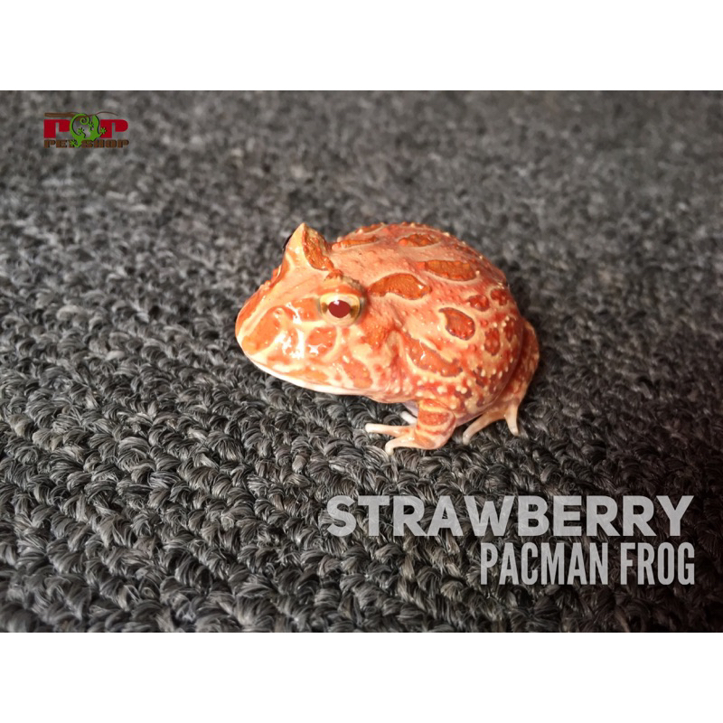 mô hình ếch pac man red size 3-4cm