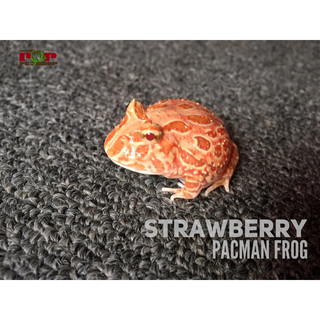 mô hình ếch pac man red size 3-4cm