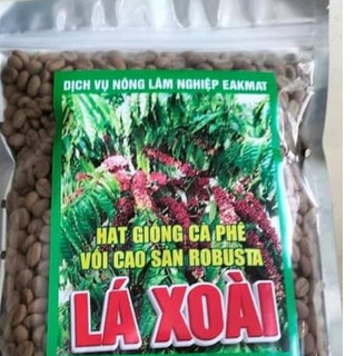 500gram hạt giống cà phê lá xoài