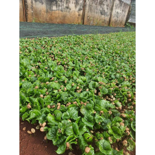 500gram hạt giống cà phê lá xoài