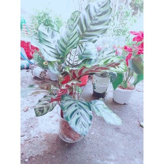 Chậu Đuôi Công Hồng Phụng Thủy Sinh