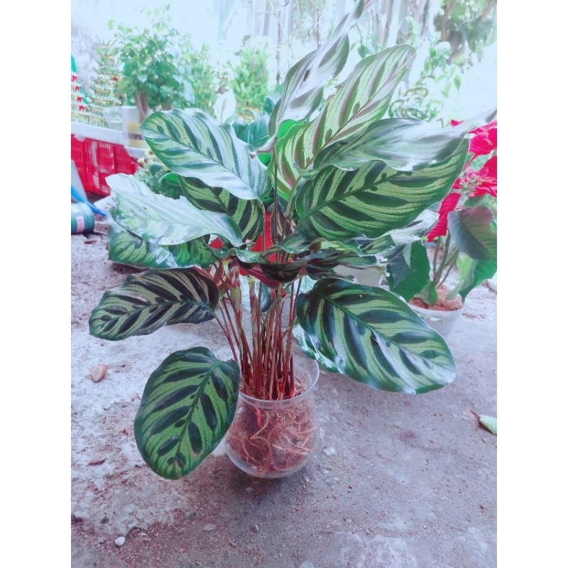 Chậu Đuôi Công Hồng Phụng Thủy Sinh