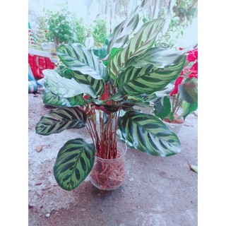 Chậu Đuôi Công Hồng Phụng Thủy Sinh