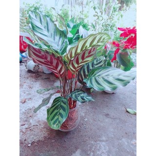 Chậu Đuôi Công Hồng Phụng Thủy Sinh