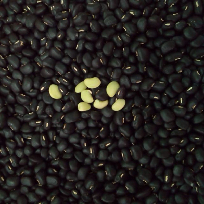 500GRAM Đậu Đen / Đỗ Đen Xanh Lòng