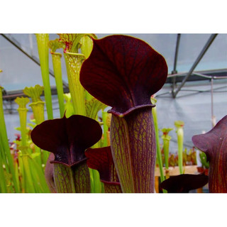 Hố bẫy alata black tube ,sarracenia alata black tube