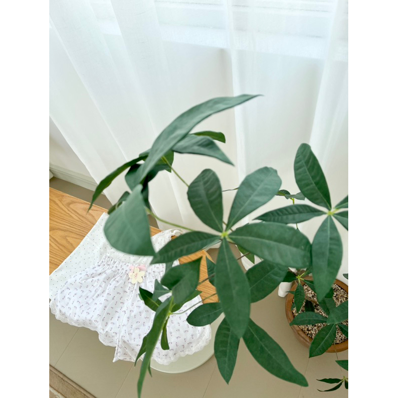 𝐚𝐬𝐡𝐞𝐱𝐢𝐧𝐜𝐡𝐚𝐨: quần đùi mặc nhà hoa phối ren nơ