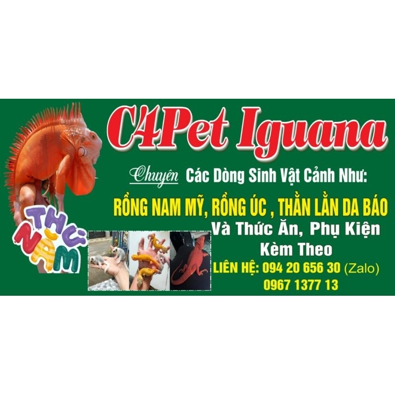 IGuana đỏ si.ze 50-60cm
