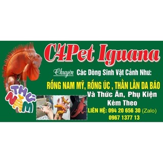 Iguana đỏ si.ze 50-60cm