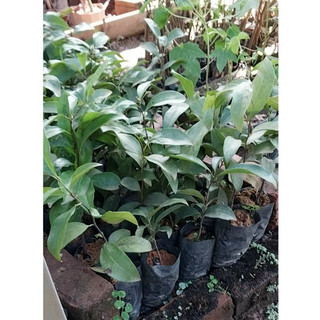 💙Bán cây thị giống ( thị quê ) chuẩn F1 - Cây ổn đinh trong bầu