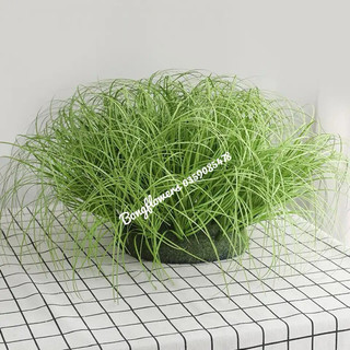 Set 10 cụm cỏ lau giả dài 40cm decor siêu xinh