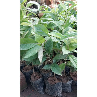 💙Nhót ngọt cây trong bầu - MUA 1 TẶNG 1