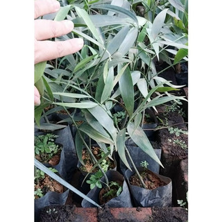 Bầu giống cây kim giao chuẩn giống cây trong bầu đủ tiêu chuẩn xuất vườn, cây cao 15 - 20cm giao hàng toàn quốc