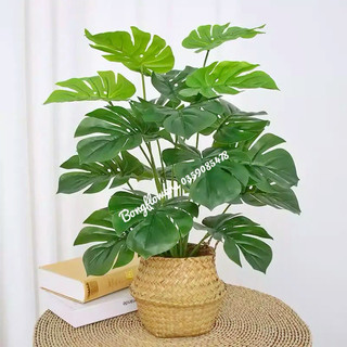 Cây giả cây trầu bà lá xẻ cây lá rùa cỡ lớn 18 lá cao 80cm