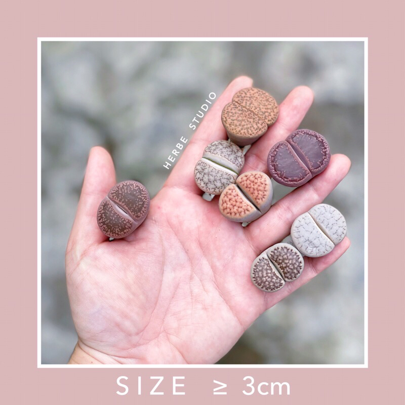 Sen mông - Lithops size to trên 3cm