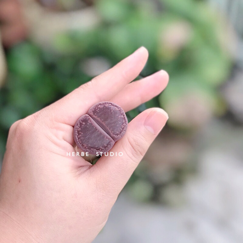 Sen mông - Lithops size to trên 3cm