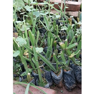 💙Cây giống chìa vôi 4 cạnh quý hiếm - BẢO HÀNH CHUẨN GIỐNG