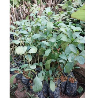 💙Cây giống sâm tanh tách - MUA 1 TẶNG 1