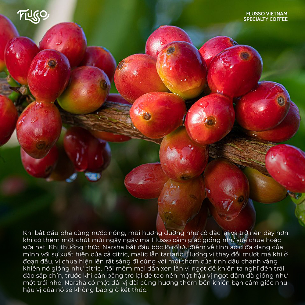 Cà Phê Specialty Ethiopia Narsha Honey Gesha Village