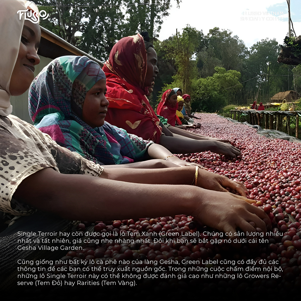 Gesha Village Shaya Gori Gesha Natural Lot 23/058