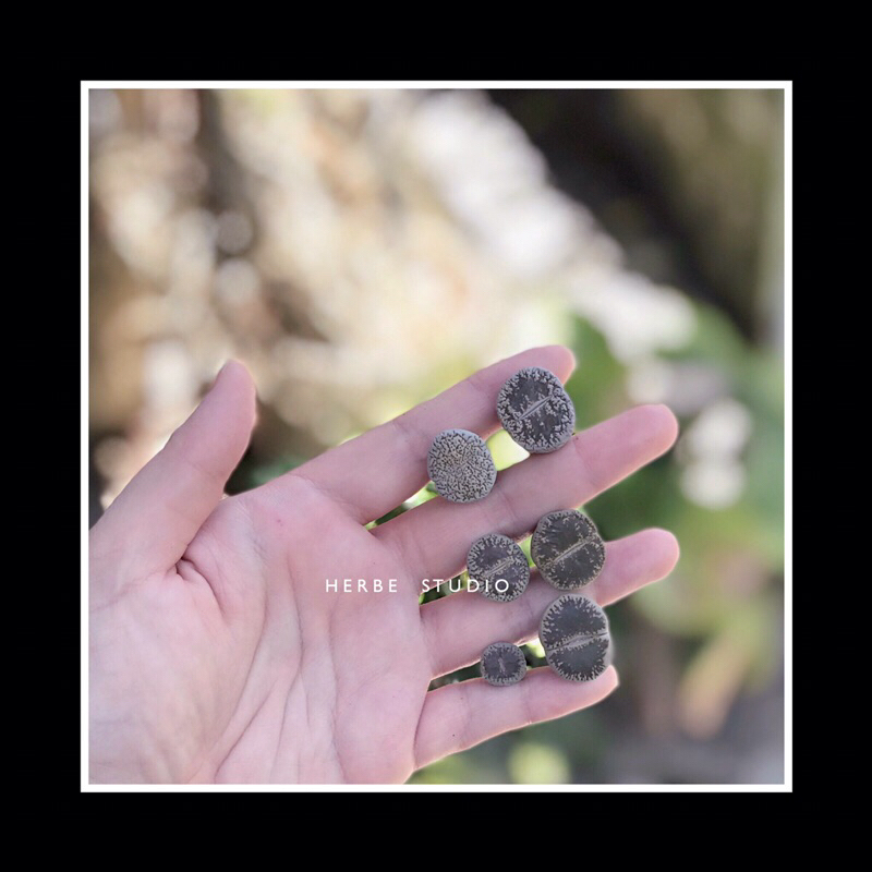 Sen mông - LITHOPS LESLIEI