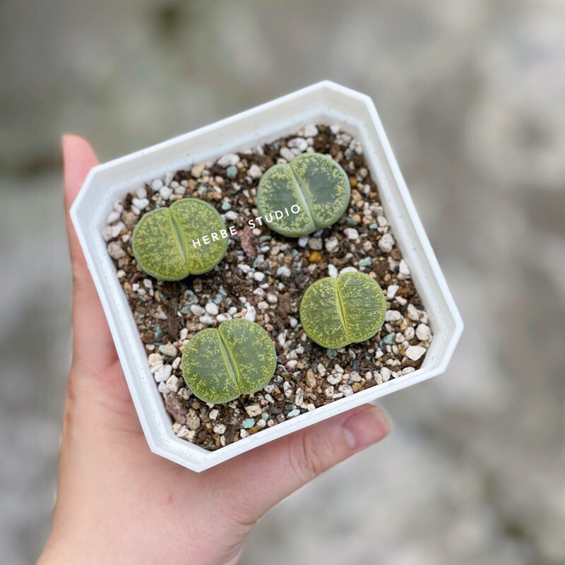 Sen mông - LITHOPS LESLIEI
