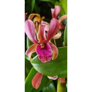 Hoa lan bò đỏ cây trưởng thành gửi nguyên chậu p12