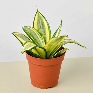 Cây lưỡi hổ Thái mini để bàn