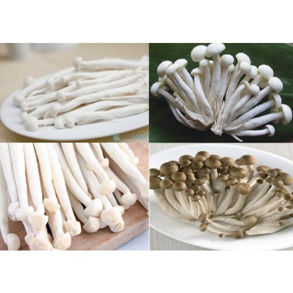 Nấm hải sản xanh lá , nấm hải sản tươi, thơm ngon, bổ dưỡng