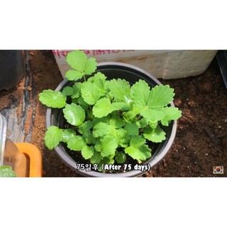 Hạt giống dâu tây đỏ 100 hạt