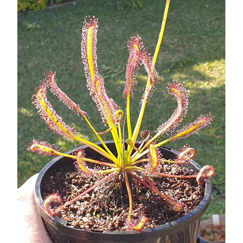 cây gọng vó Capensis , drosera capensis
