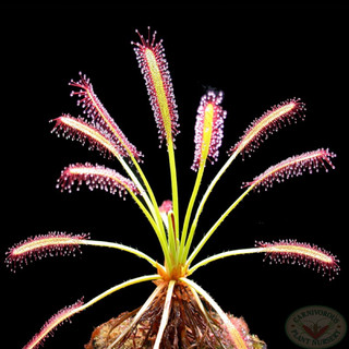 cây gọng vó Capensis , drosera capensis