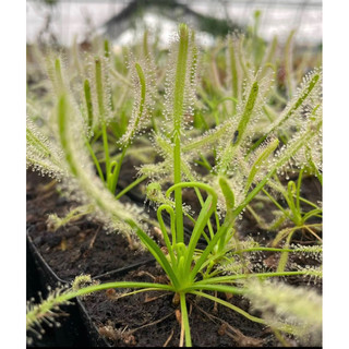 Cây gọng vó Capensis var.alba , drosera capensis var.alba