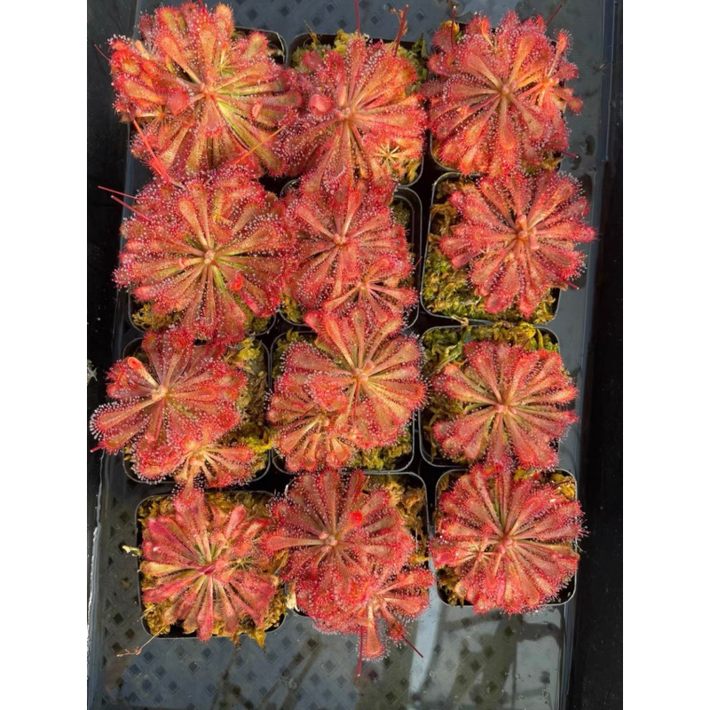 Cây gọng vó Spatulata Lovellae, drosera Spatulata Lovellae