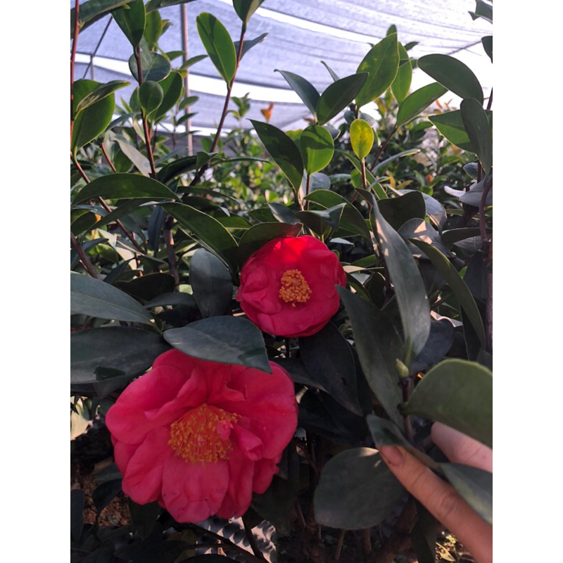 Trà my Tứ Quý cánh kép cao 30-40cm