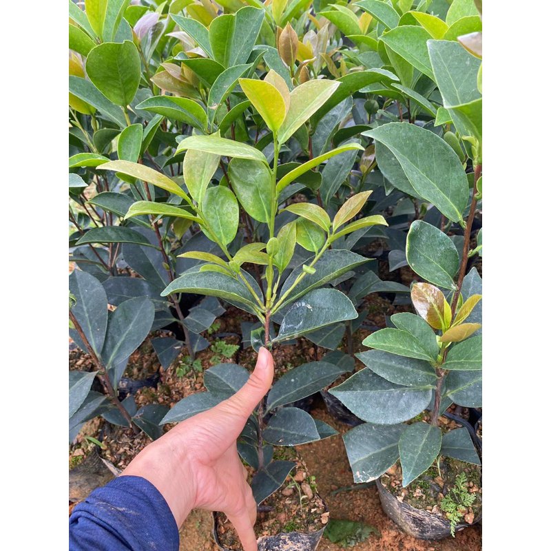 Trà my Tứ Quý cánh kép cao 30-40cm