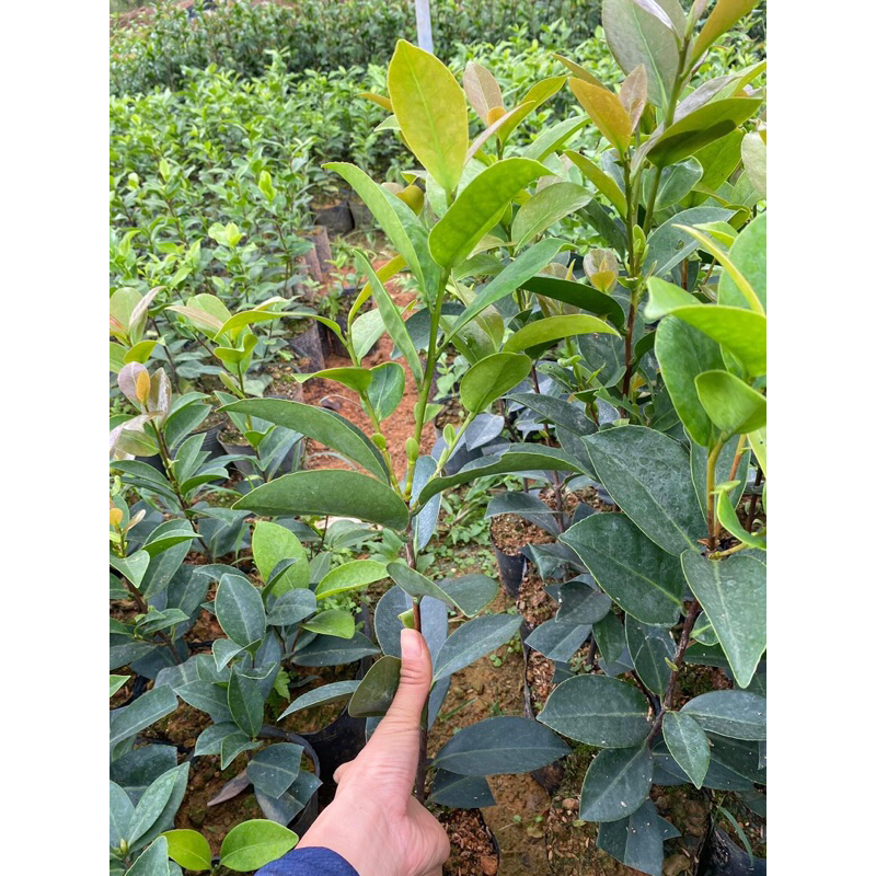 Trà my Tứ Quý cánh kép cao 30-40cm