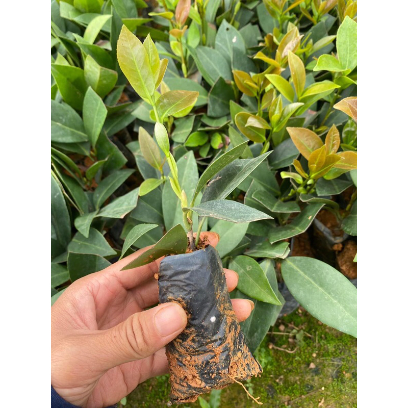 Trà my Tứ Quý cánh kép cao 30-40cm
