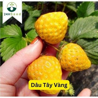 Hạt giống dâu tây vàng gói 30 hạt 24HSeed
