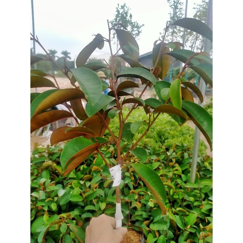 CÂY GIỐNG VŨ SỮA MICA KHÔNG MỦ VÀ VŨ SỮA LÒ RÈN HÀNG GHÉP CÀNH NHANH CHO QUẢ