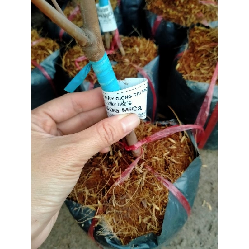 CÂY GIỐNG VŨ SỮA MICA KHÔNG MỦ VÀ VŨ SỮA LÒ RÈN HÀNG GHÉP CÀNH NHANH CHO QUẢ