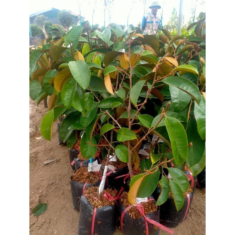 CÂY GIỐNG VŨ SỮA MICA KHÔNG MỦ VÀ VŨ SỮA LÒ RÈN HÀNG GHÉP CÀNH NHANH CHO QUẢ