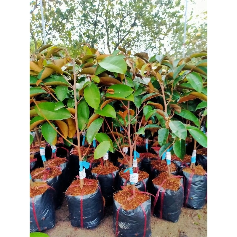 CÂY GIỐNG VŨ SỮA MICA KHÔNG MỦ VÀ VŨ SỮA LÒ RÈN HÀNG GHÉP CÀNH NHANH CHO QUẢ