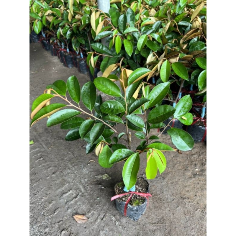 CÂY GIỐNG VŨ SỮA MICA KHÔNG MỦ VÀ VŨ SỮA LÒ RÈN HÀNG GHÉP CÀNH NHANH CHO QUẢ