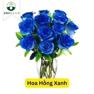 Hạt giống hoa hồng xanh gói 20 hạt 24HSeed