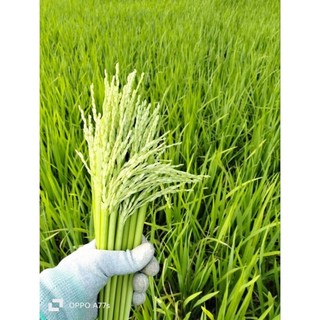 Đòng đòng nếp cái hoa vàng ( loại thơm nức mũi)