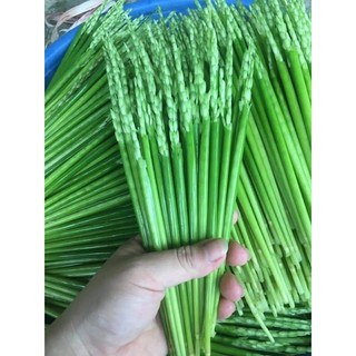 Đòng đòng nếp cái hoa vàng ( loại thơm nức mũi)
