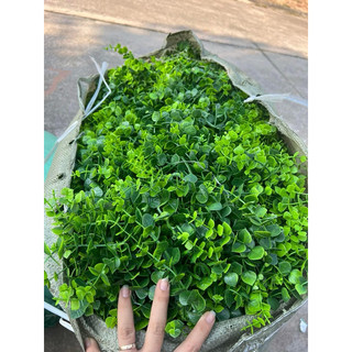 100g lá táo nhỏ nhánh dài